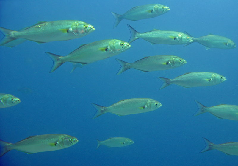 bluefish