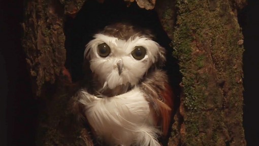 owlet